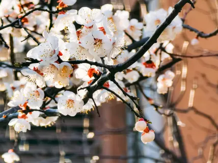 Casino777 Kasino Mobilní aplikace